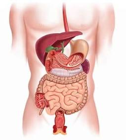 Digestive System Medicine